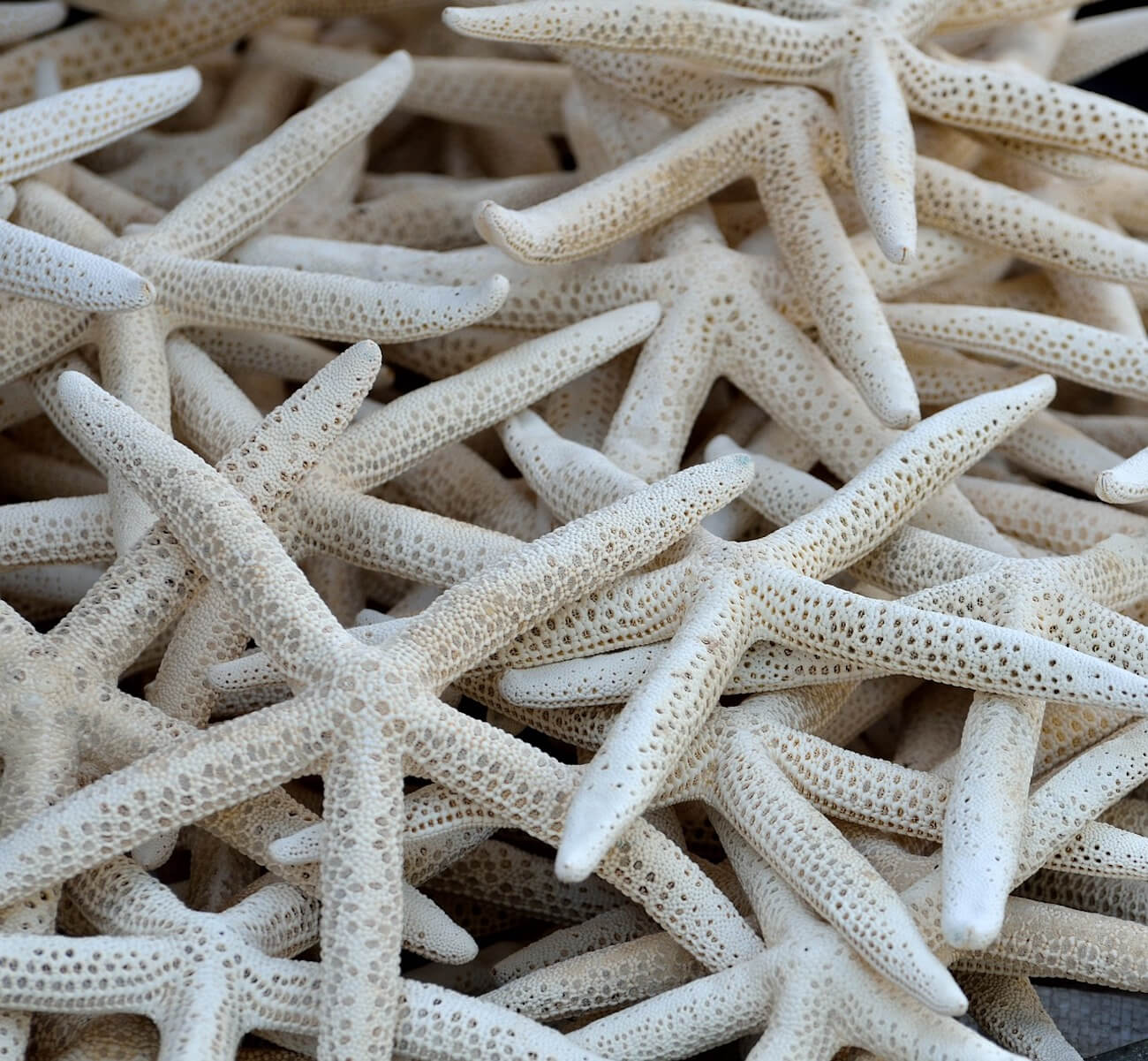 white sea stars in a heap